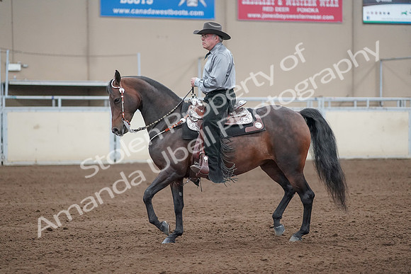 2019 Morgan Horse Show - Sept 01, 2019 - 07231