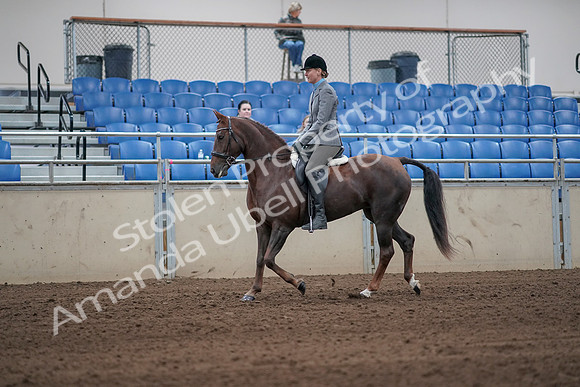 2019 Morgan Horse Show - Sept 01, 2019 - 06228