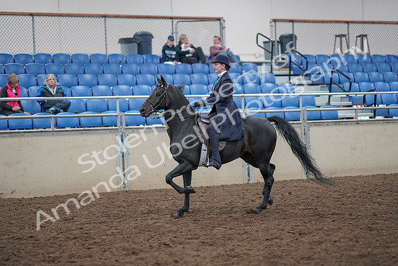 2019 Morgan Horse Show - Aug 31, 2019 - 18002