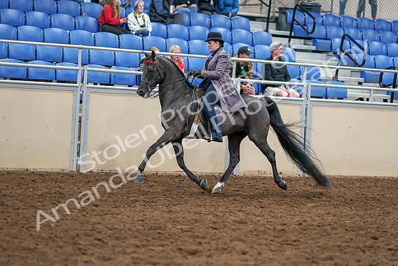 2020 - AB Morgan Horse - Sat, Sept 05 - 13751