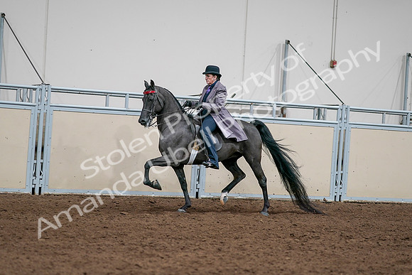 2020 - AB Morgan Horse - Sat, Sept 05 - 13701