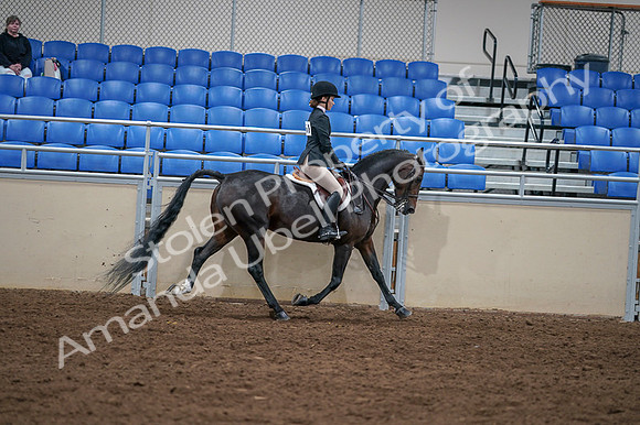 2020 - AB Morgan Horse - Fri, Sept 04 - 06053