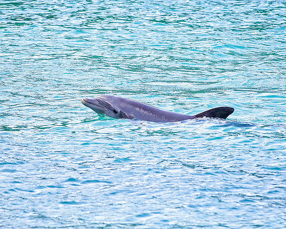 Jamaica - 103