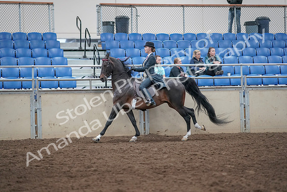 2019 Morgan Horse Show - Aug 31, 2019 - 08779