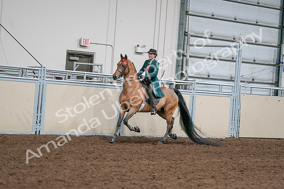 2020 - AB Morgan Horse - Sat, Sept 05 - 13658