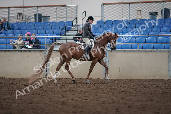 2019 Morgan Horse Show - Aug 31, 2019 - 16160