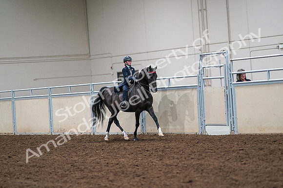 2020 - AB Morgan Horse - Fri, Sept 04 - 03122