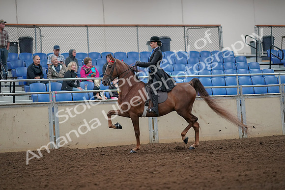 2019 Morgan Horse Show - Aug 30, 2019 - 24968