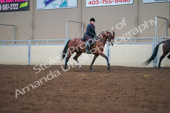 2019 Morgan Horse Show - Aug 30, 2019 - 20863