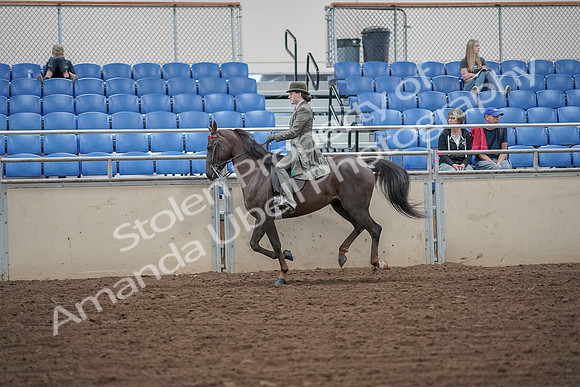 2019 Morgan Horse Show - Aug 30, 2019 - 15602