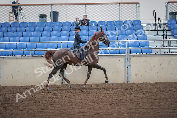 2019 Morgan Horse Show - Aug 30, 2019 - 18151