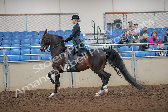 2019 Morgan Horse Show - Aug 30, 2019 - 25020