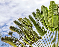 Jamaica - 001