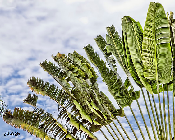 Jamaica - 001