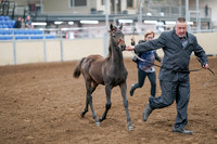 2020 - AB Morgan Horse - Sat, Sept 05 - 00455