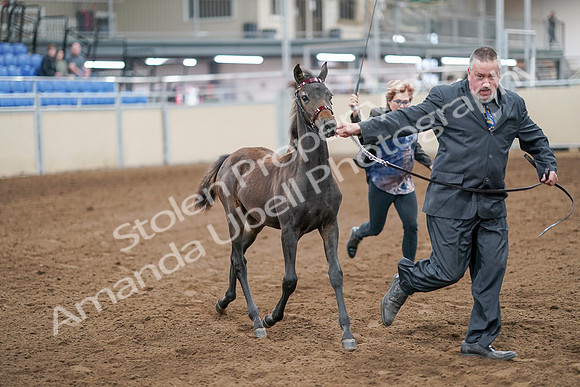 2020 - AB Morgan Horse - Sat, Sept 05 - 00455