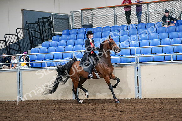 2020 - AB Morgan Horse - Sat, Sept 05 - 06796