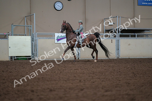 2019 Morgan Horse Show - Aug 30, 2019 - 18221