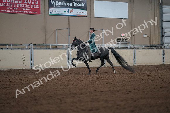 2019 Morgan Horse Show - Aug 30, 2019 - 15431