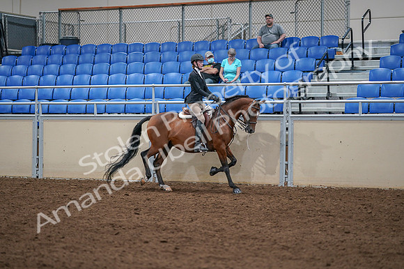 2020 - AB Morgan Horse - Fri, Sept 04 - 06116