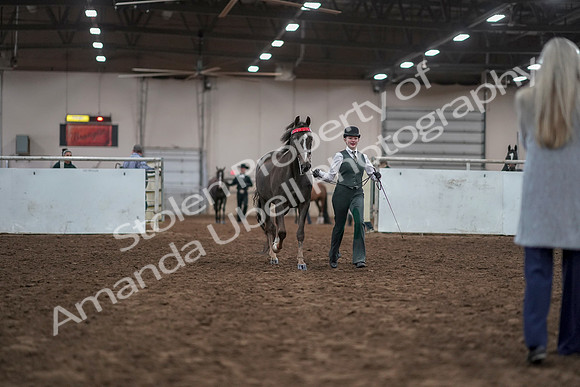 2019 Morgan Horse Show - Aug 31, 2019 - 01888