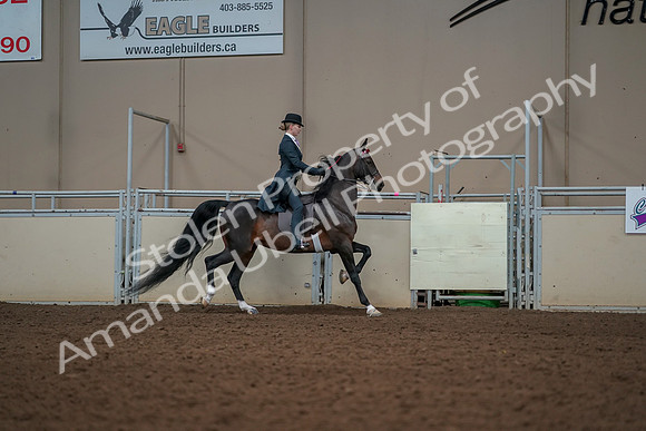 2019 Morgan Horse Show - Aug 30, 2019 - 25251