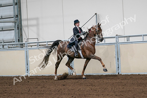 2020 - AB Morgan Horse - Sat, Sept 05 - 06358