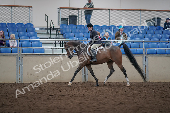 2019 Morgan Horse Show - Aug 31, 2019 - 15935