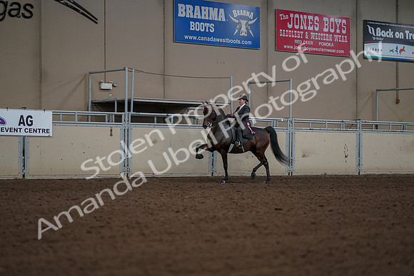 2019 Morgan Horse Show - Aug 30, 2019 - 28294