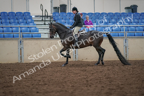 2019 Morgan Horse Show - Aug 30, 2019 - 19878