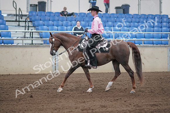 2019 Morgan Horse Show - Sept 01, 2019 - 06829
