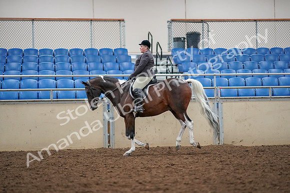 2019 Morgan Horse Show - Aug 30, 2019 - 22332