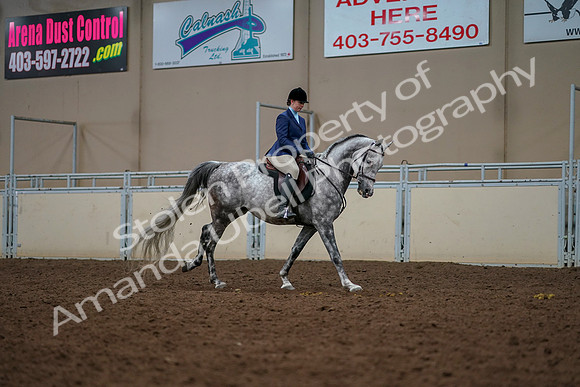 2019 Morgan Horse Show - Aug 30, 2019 - 22514