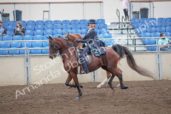 2019 Morgan Horse Show - Aug 31, 2019 - 08818