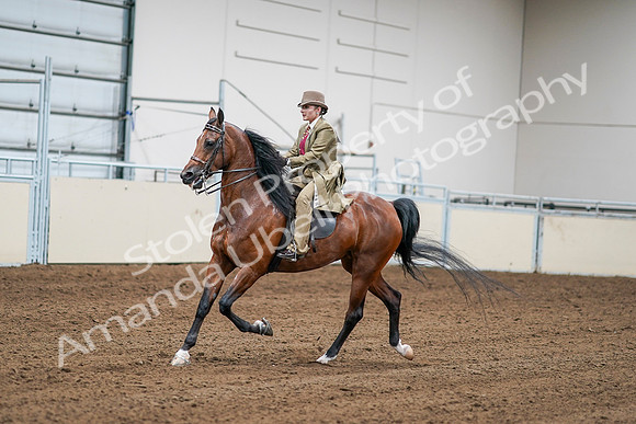 2020 - AB Morgan Horse - Sat, Sept 05 - 08073