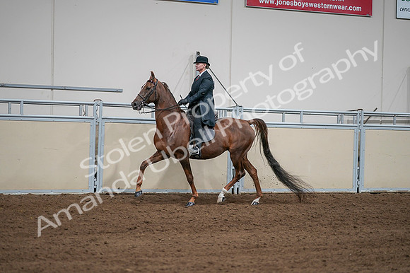 2020 - AB Morgan Horse - Fri, Sept 04 - 07971