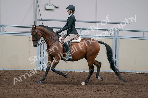 2020 - AB Morgan Horse - Fri, Sept 04 - 05941