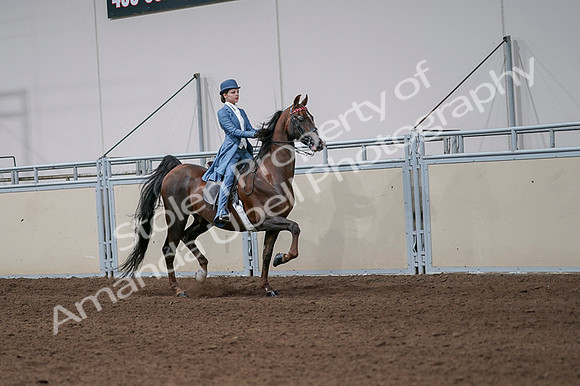 2020 - AB Morgan Horse - Fri, Sept 04 - 05109