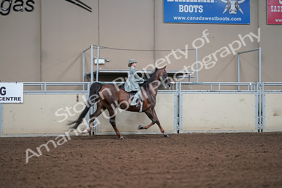 2019 Morgan Horse Show - Aug 30, 2019 - 18083