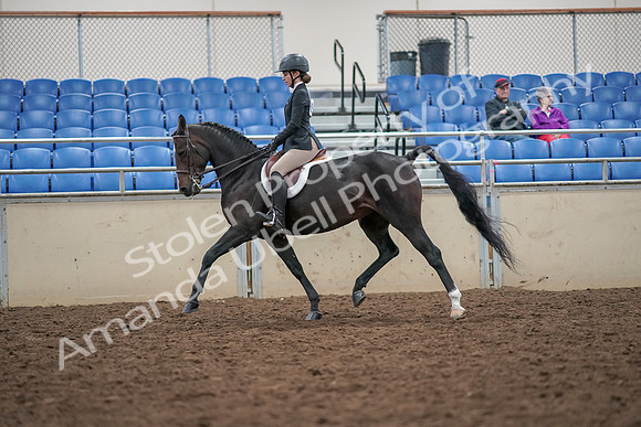 2019 Morgan Horse Show - Aug 30, 2019 - 20399