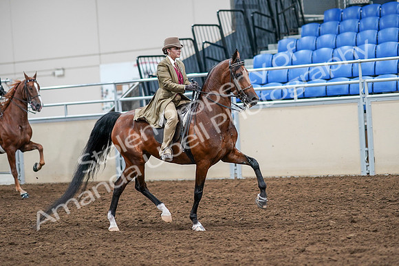 2020 - AB Morgan Horse - Sat, Sept 05 - 08238
