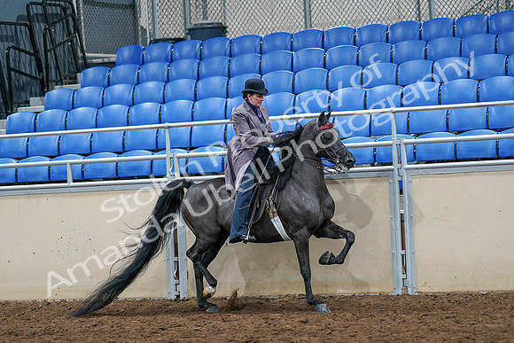 2020 - AB Morgan Horse - Sat, Sept 05 - 13816