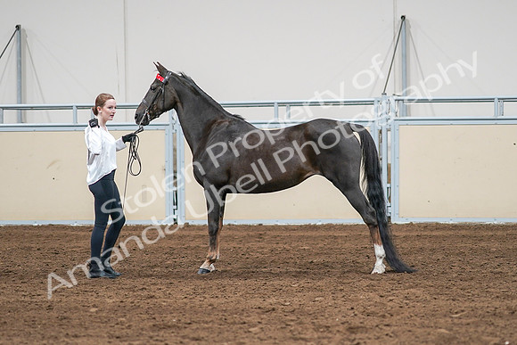2020 - AB Morgan Horse - Sat, Sept 05 - 00650