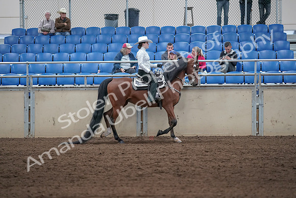 2019 Morgan Horse Show - Sept 01, 2019 - 07142
