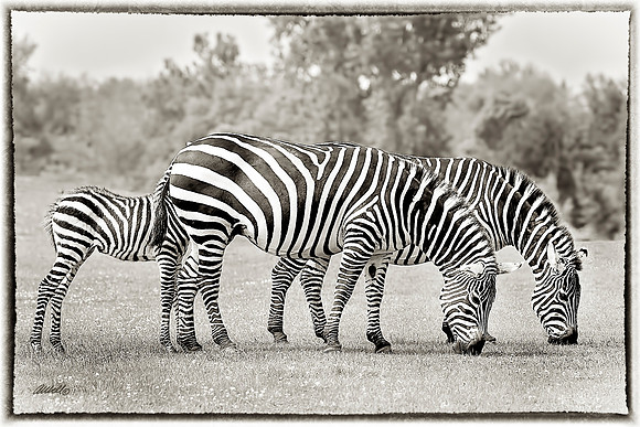 Zoo - 031