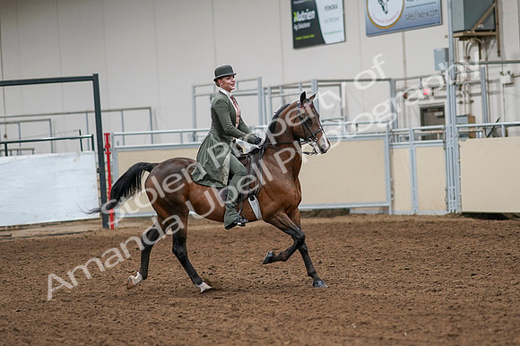 2020 - AB Morgan Horse - Fri, Sept 04 - 03345
