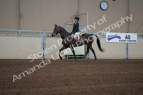 2019 Morgan Horse Show - Sept 01, 2019 - 03972