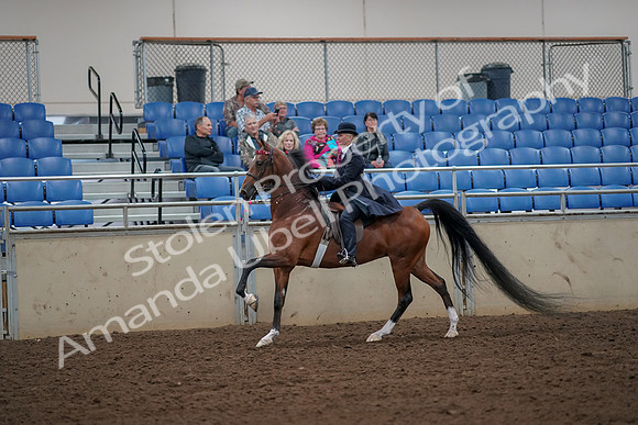 2019 Morgan Horse Show - Aug 30, 2019 - 25147