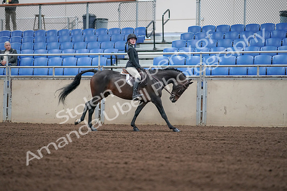 2019 Morgan Horse Show - Sept 01, 2019 - 03881
