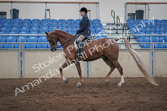 2019 Morgan Horse Show - Sept 01, 2019 - 08545